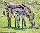 Bebek zebra ve annesi